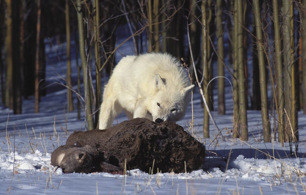 Arctic wolf Arctic Wolf with prey