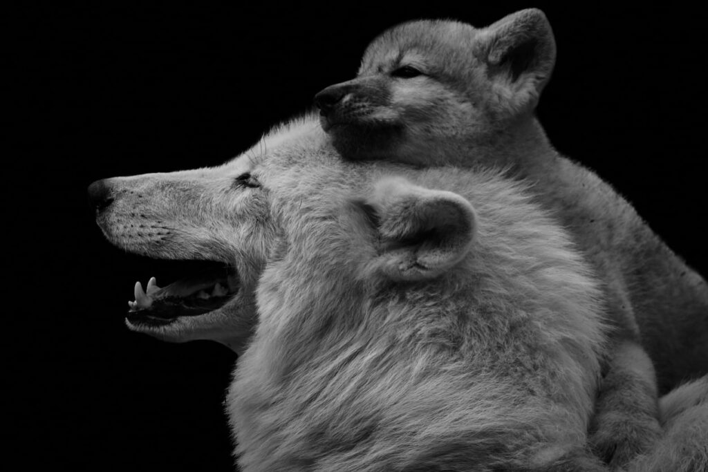 Arctic wolves Mother arctic wolf with pup