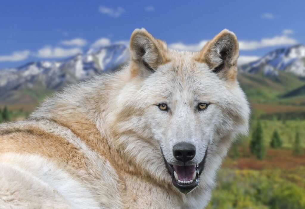 White Mackenzie Valley Wolf