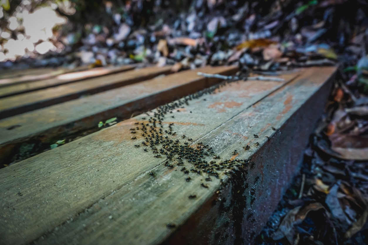 What do Ants Eat? How to Act When Ants Eat at Your Place