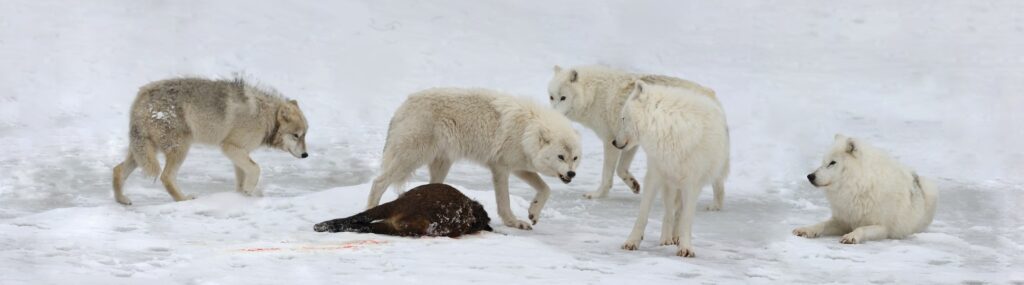 Arctic wolves Arctic wolves with prey