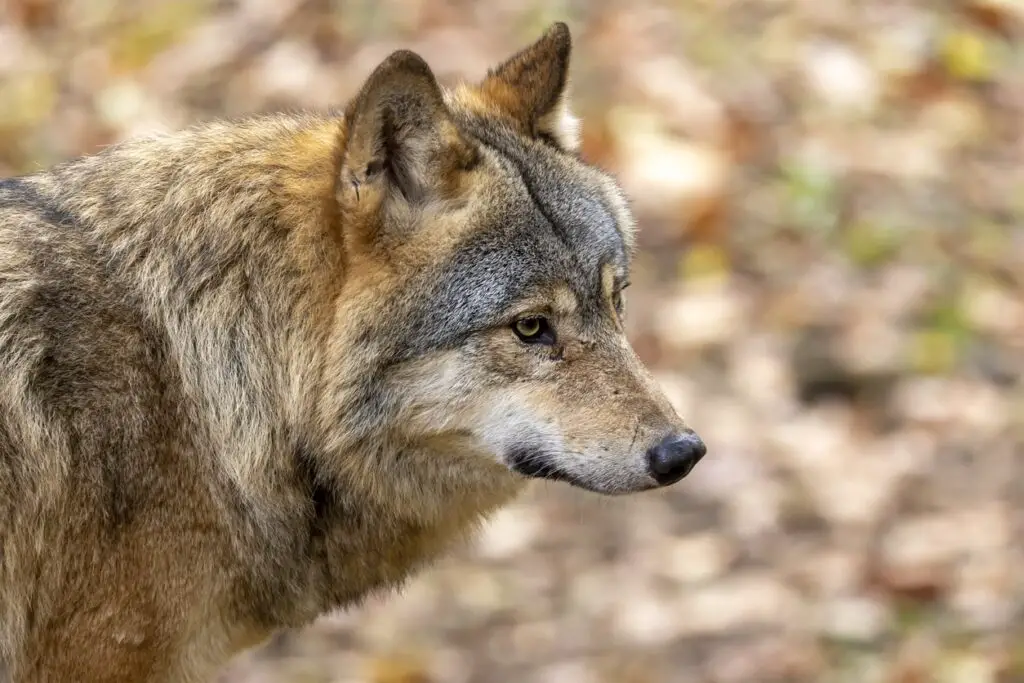 Eurasian wolf