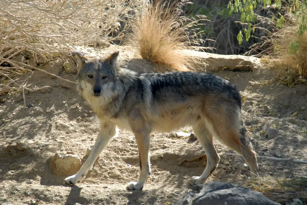 Mexican wolf