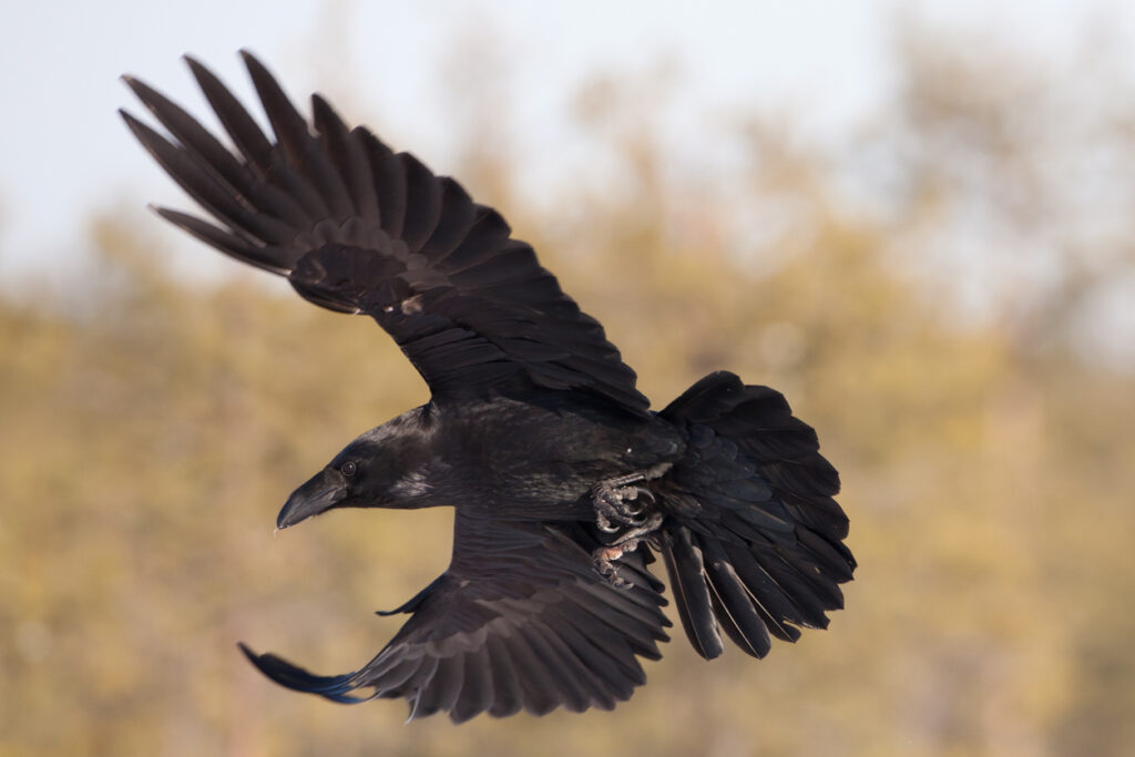 Crow vs. raven