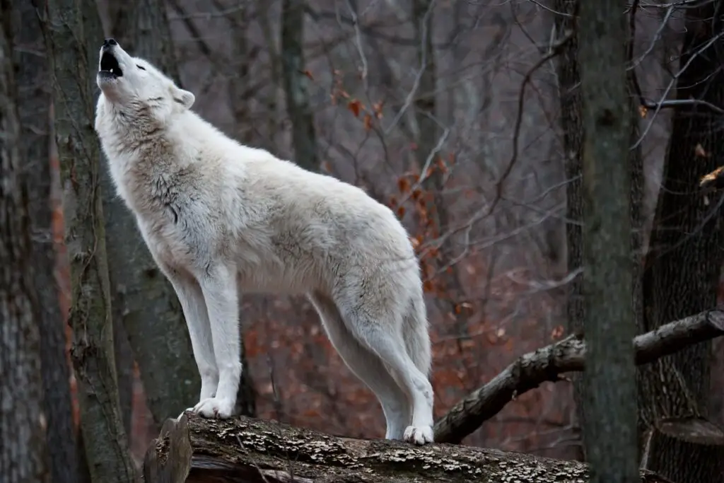 Arctic wolves Arctic wolf