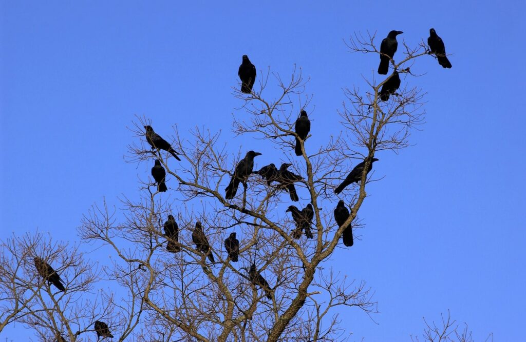 Crow vs. ravens