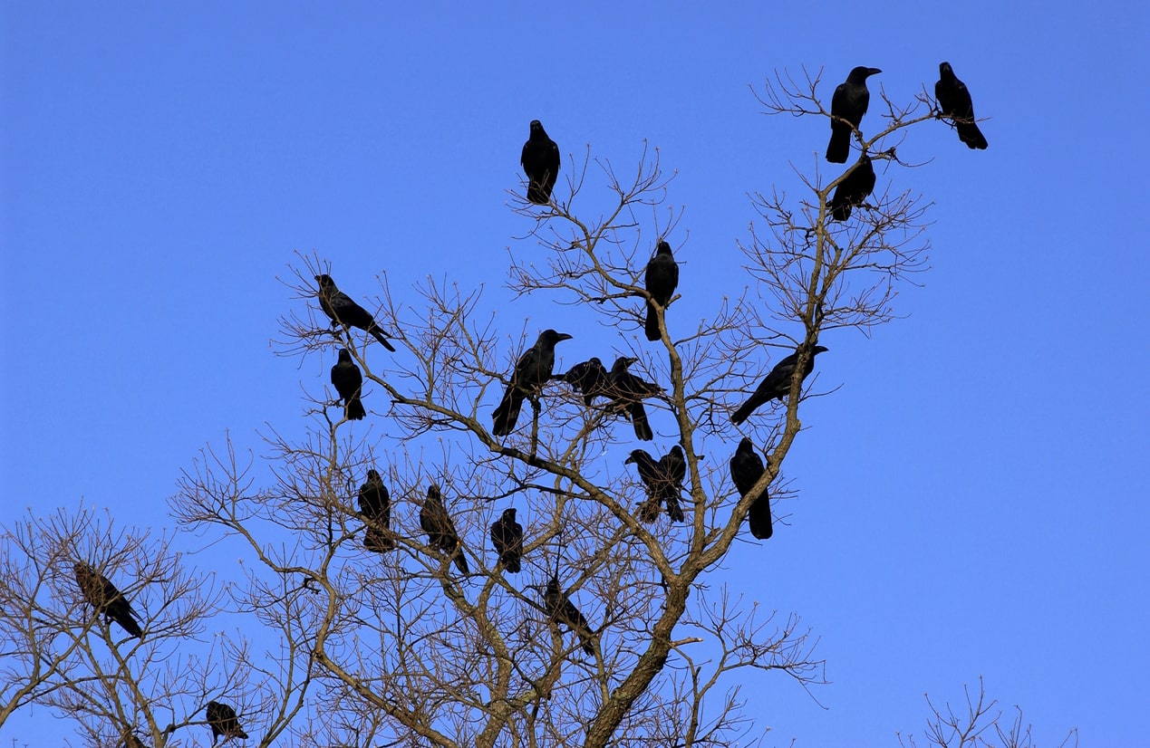 Crow vs. Raven: How to Tell the Difference (Caws and Croaks)