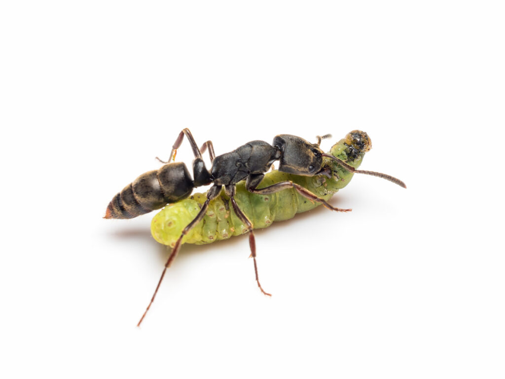 Ant eats a worm
