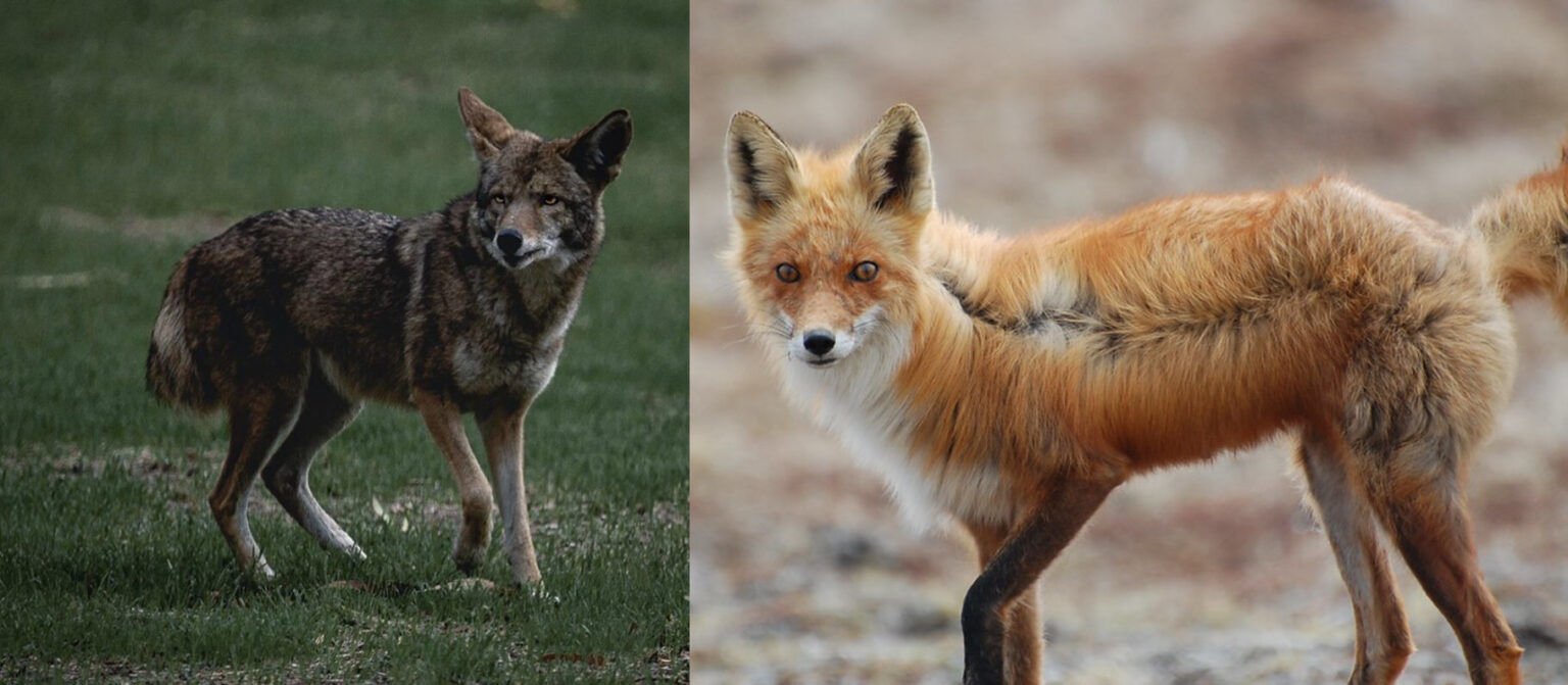 Fox vs. Coyote: How to Instantly Tell Them Apart