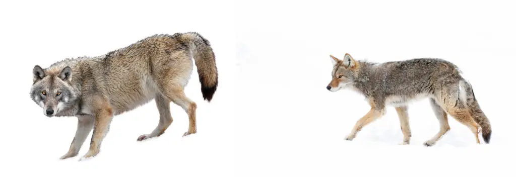 how can you tell the difference between a dog and a coyote