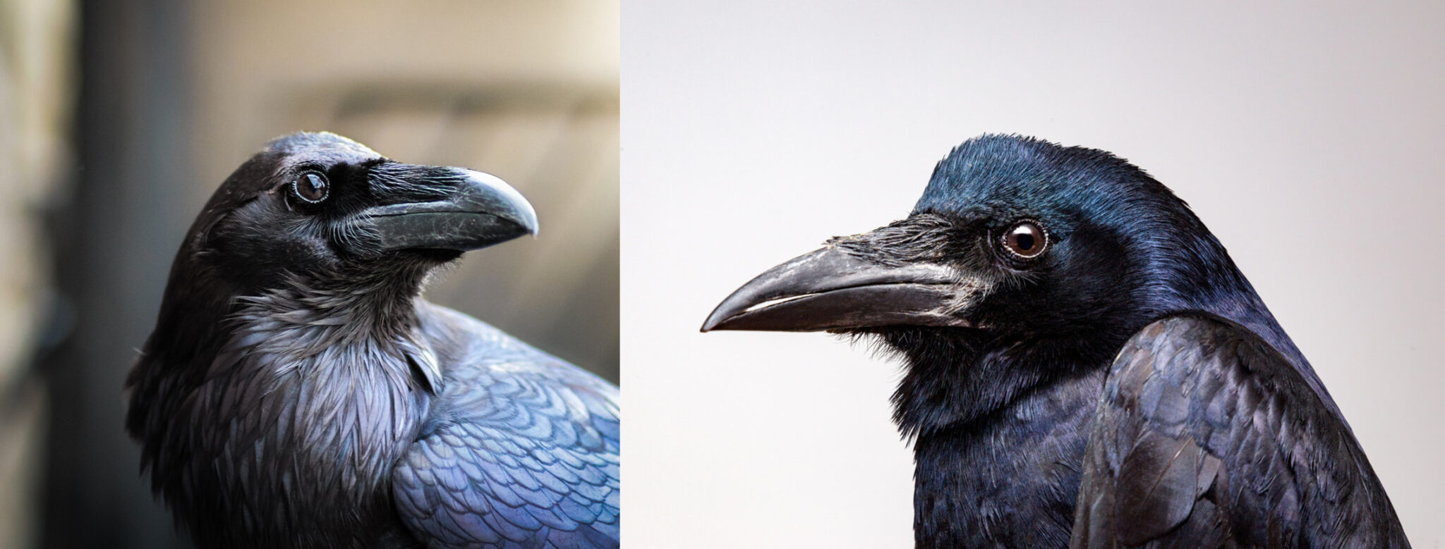 Crow vs. Raven: How to Tell the Difference (Caws and Croaks)