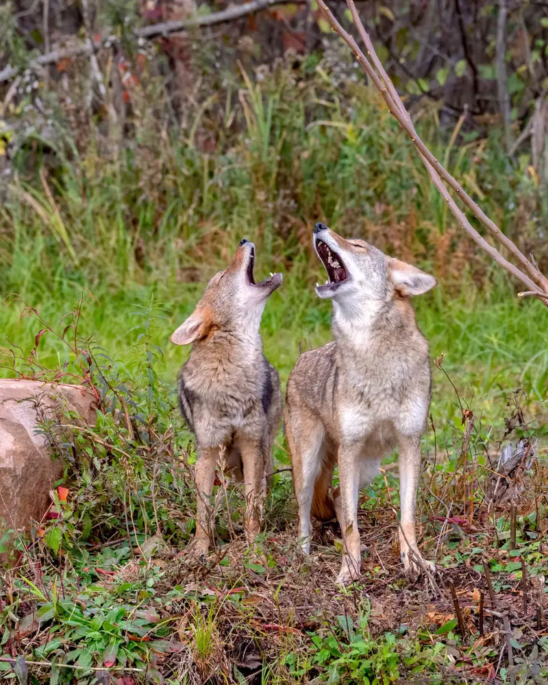 Two coyotes howling