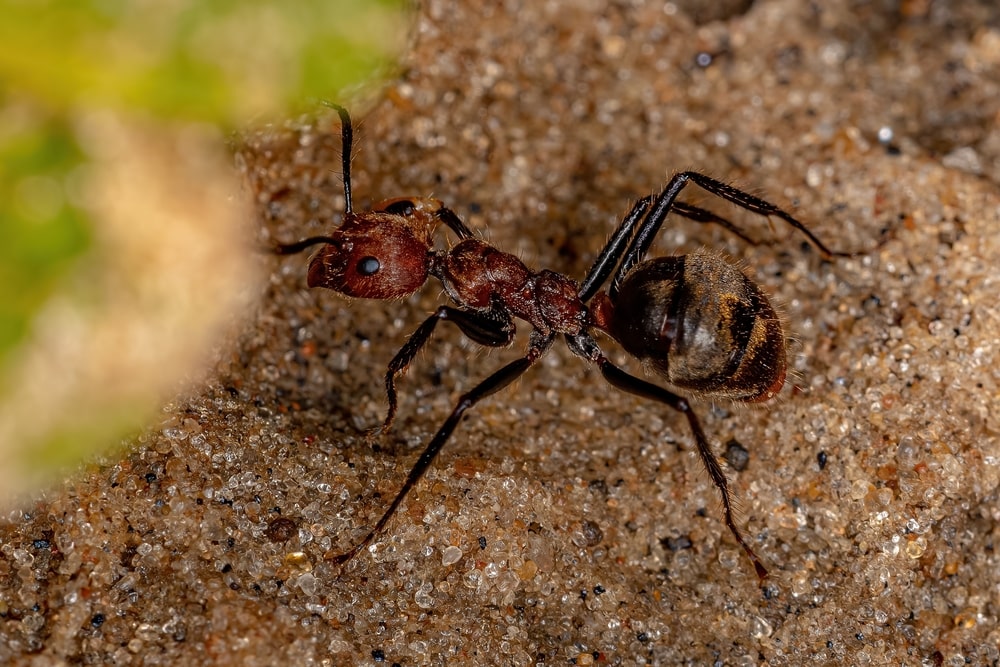 What do odorous ants eat