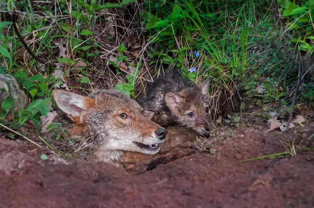 Coyote howling