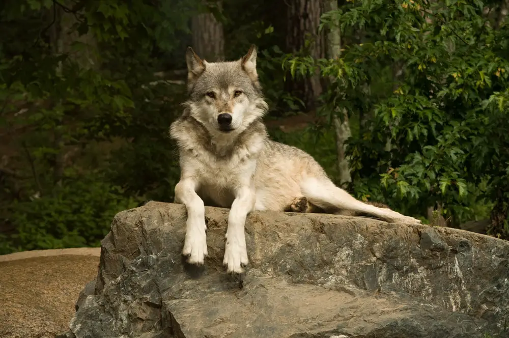 The Great Plains Wolf: How to Identify the Great Plains Wolf