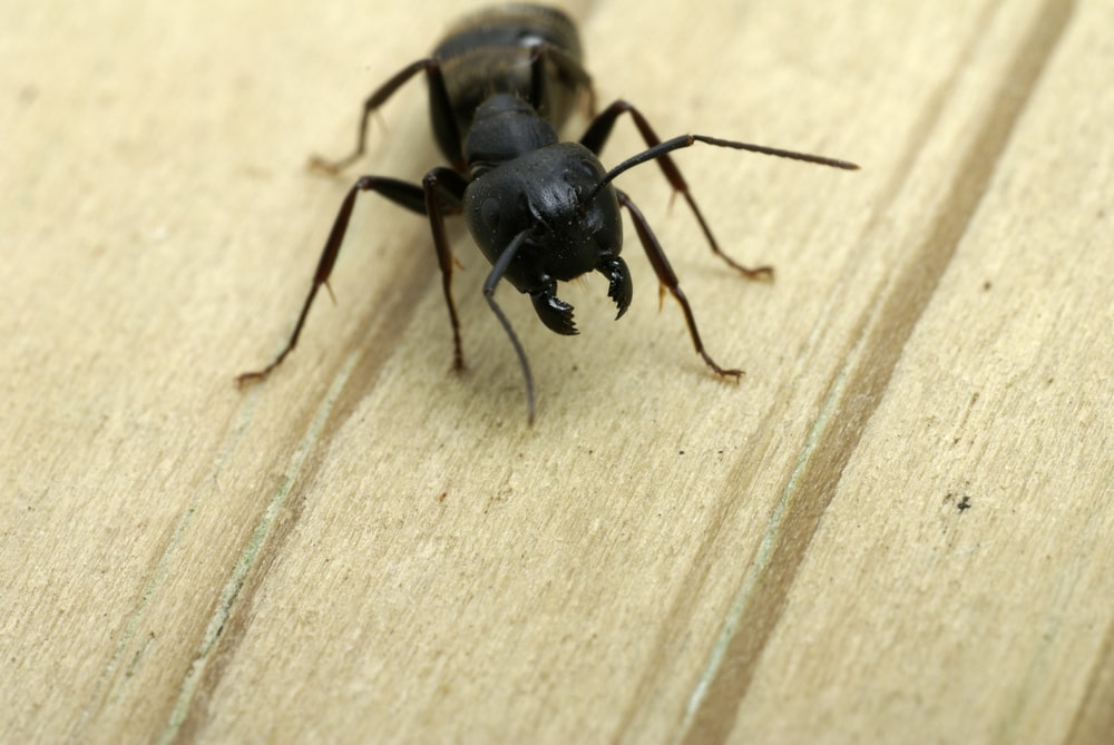 Carpenter ant Carpenter ants