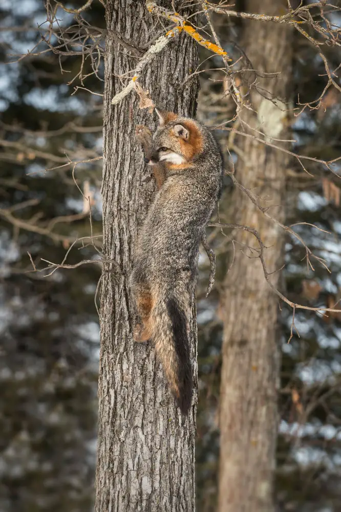 Is a fox or a cat or a dog