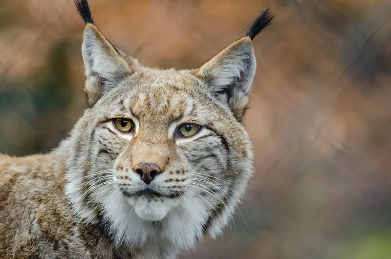 Lynx vs bobcats