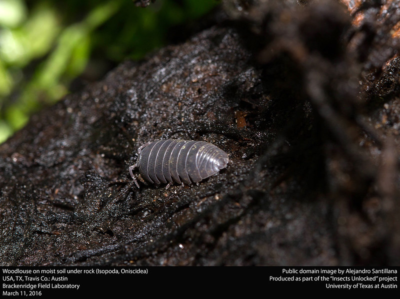 Woodlouse (Isopoda, Oniscidea)