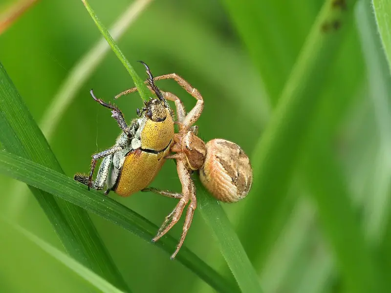 black spider with crab claws