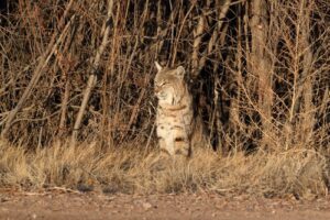 Are Bobcats Dangerous: What to Know About These Wild Cats