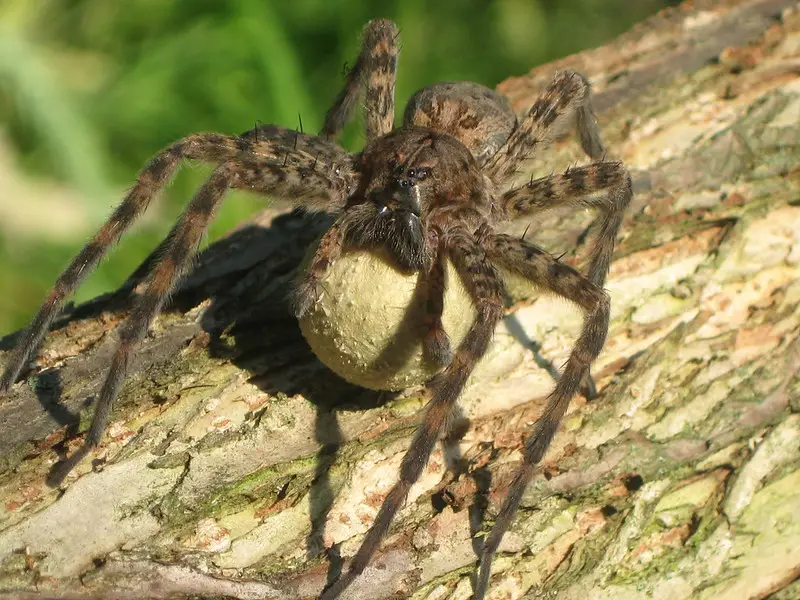 fishing spider eating a fish