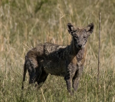 Coyotes with mange