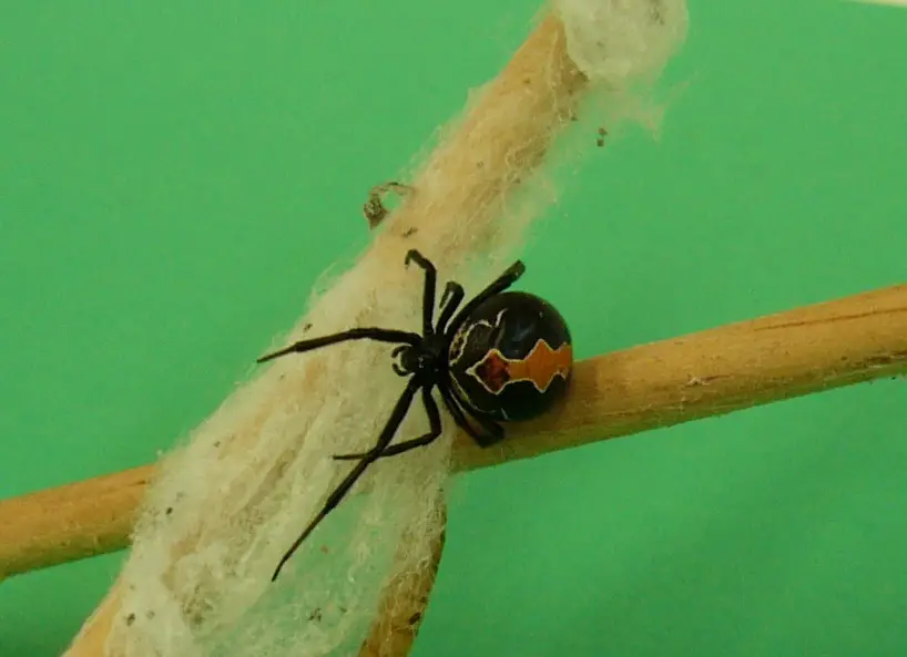 Katipo spider