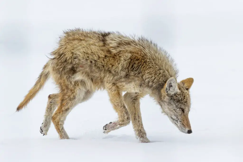 Mange in coyotes