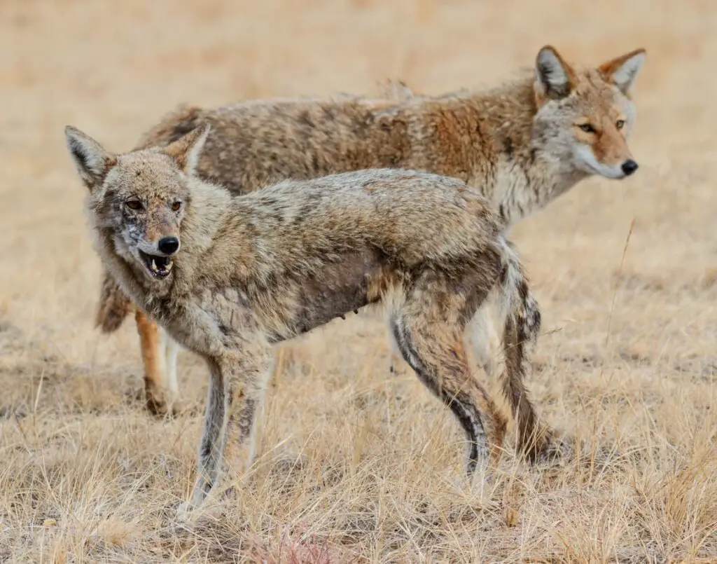 Coyotes with mange