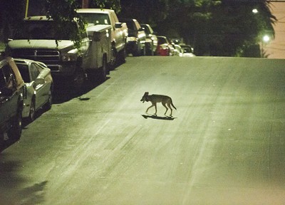 Coyote with mange