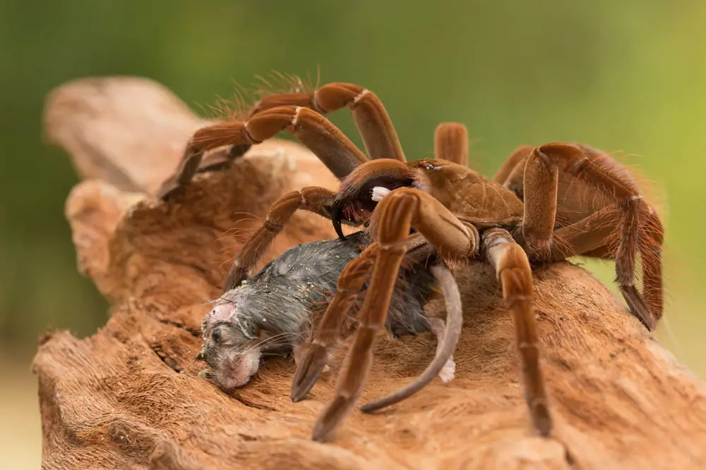 2nd biggest spider in the world