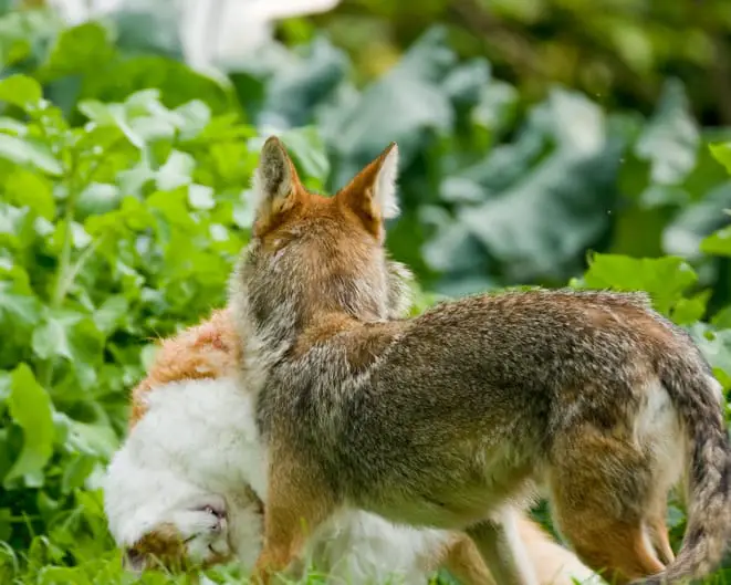 Suburban coyotes
