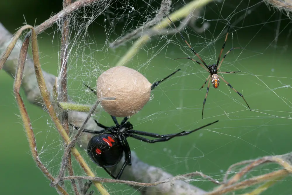 Black Widow Spiders: How to identify and Avoid