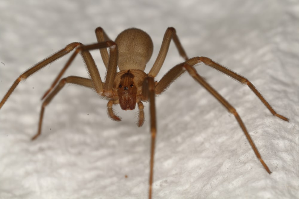 Brown recluse spiders
Brown recluse female spider