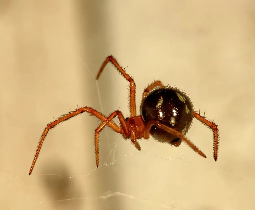 Red house spider