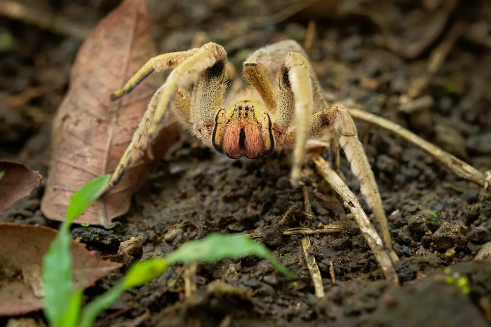 Brazilian wandering spider
Spider anatomy