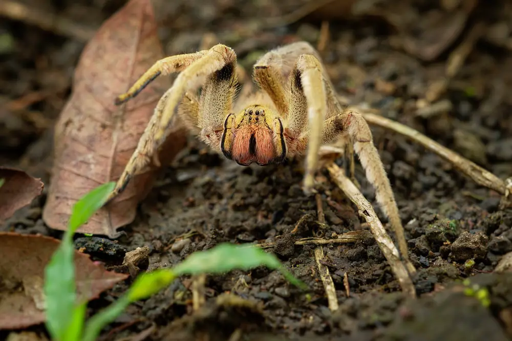 wandering spider size