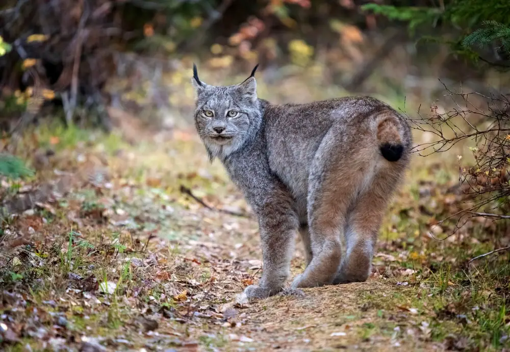 Bobcats vs lynx