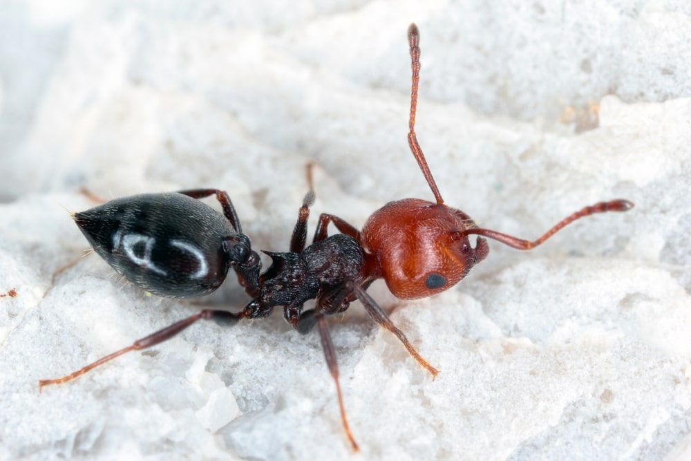 Acrobat ants
