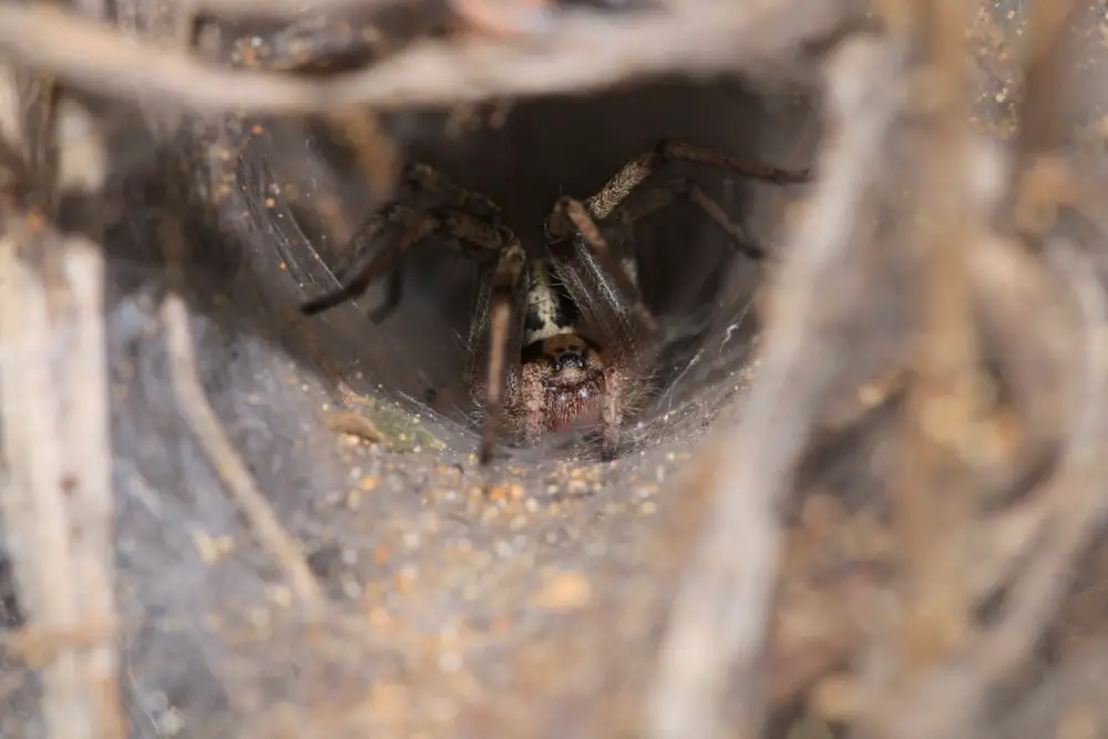 Funnel weaver spiders