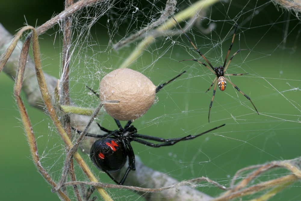 Spiders in South Dakota