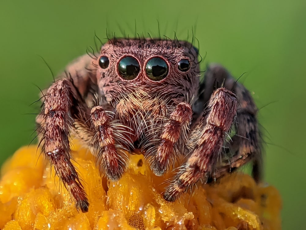 Jumping spiders in Oregon