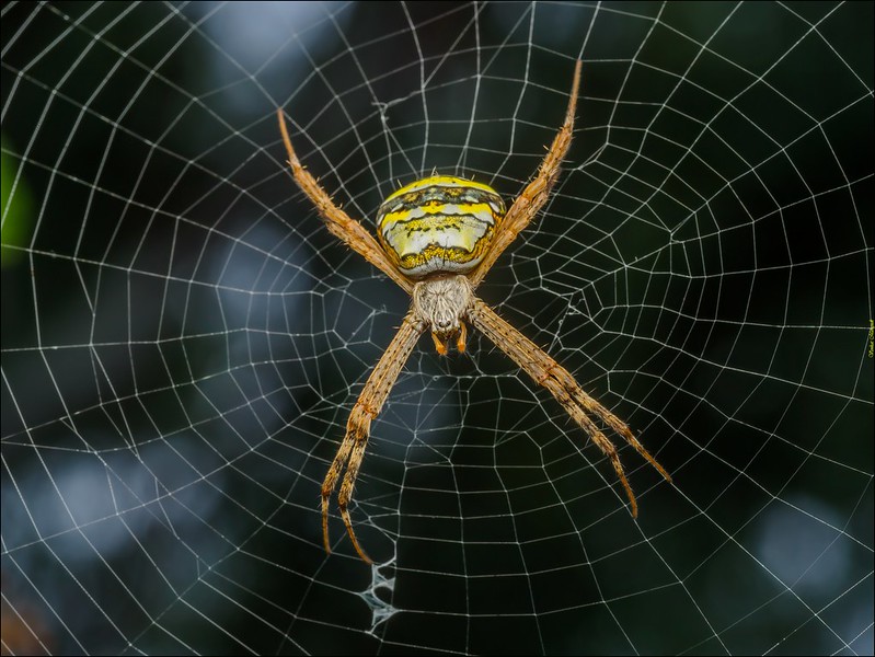 Orb weaver spiders in Oregon