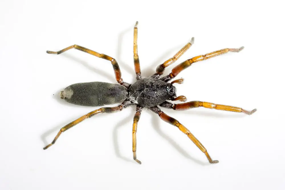 White-tailed spider
