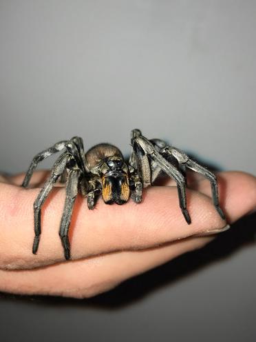 Daring Or Bold? N.H.'s New State Spider Tends To Hide From Humans