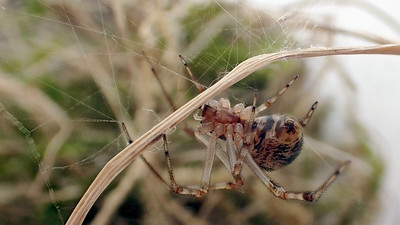 Spiders in Rhode Island