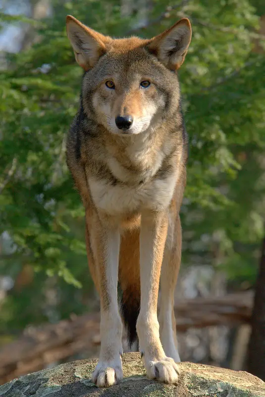 How big are wolves?
