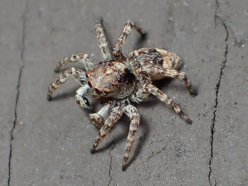 Asiatic wall jumping spider