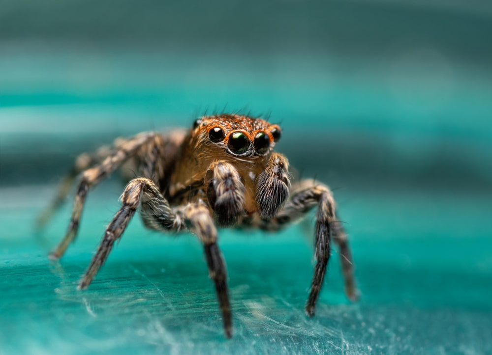 Flea jumping spider